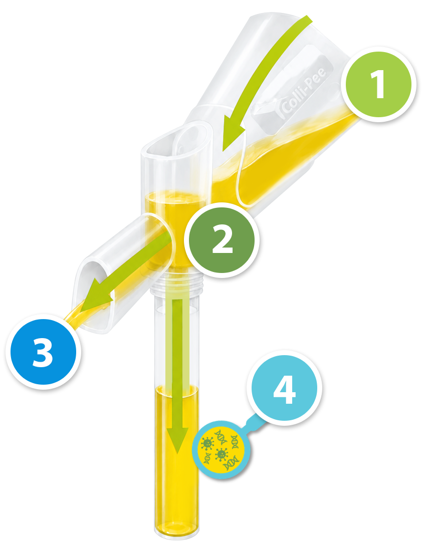 Colli-Pee Illustration
